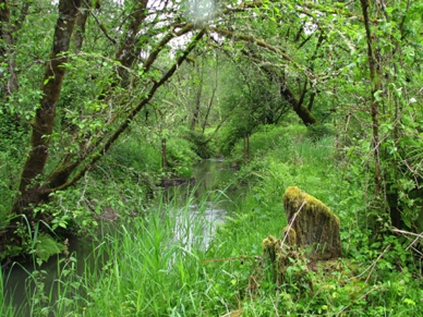 Whipple Creek Park overview
