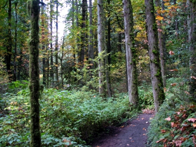 Whipple Creek Park overview