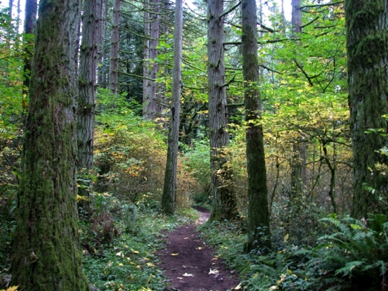 Whipple Creek Park overview